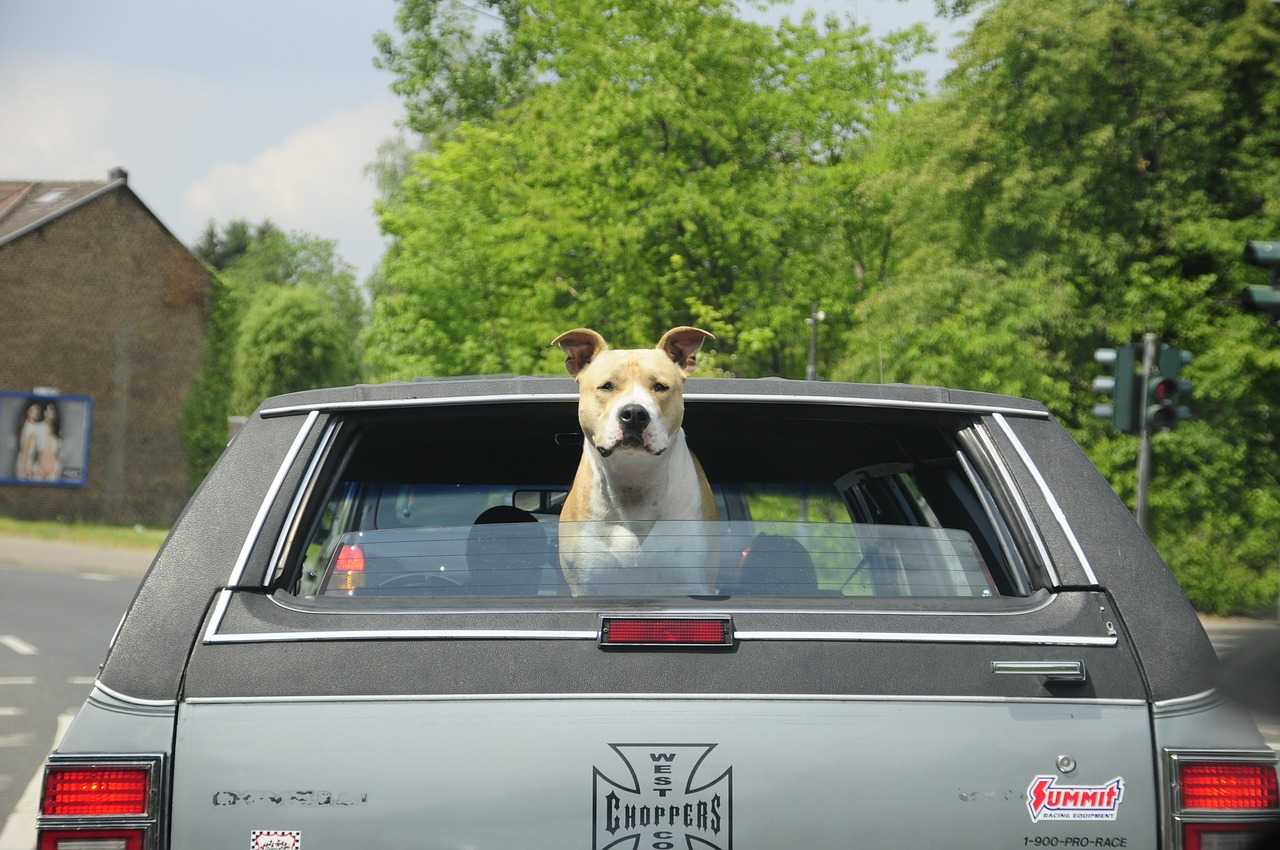 Viaggiare in auto con i cani