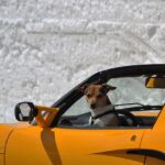 viaggiare in auto con i cani